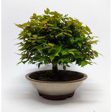 Bonsai Zelkova Serrata