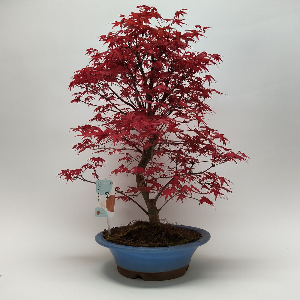 Bonsai  Eable Acer Deshojo