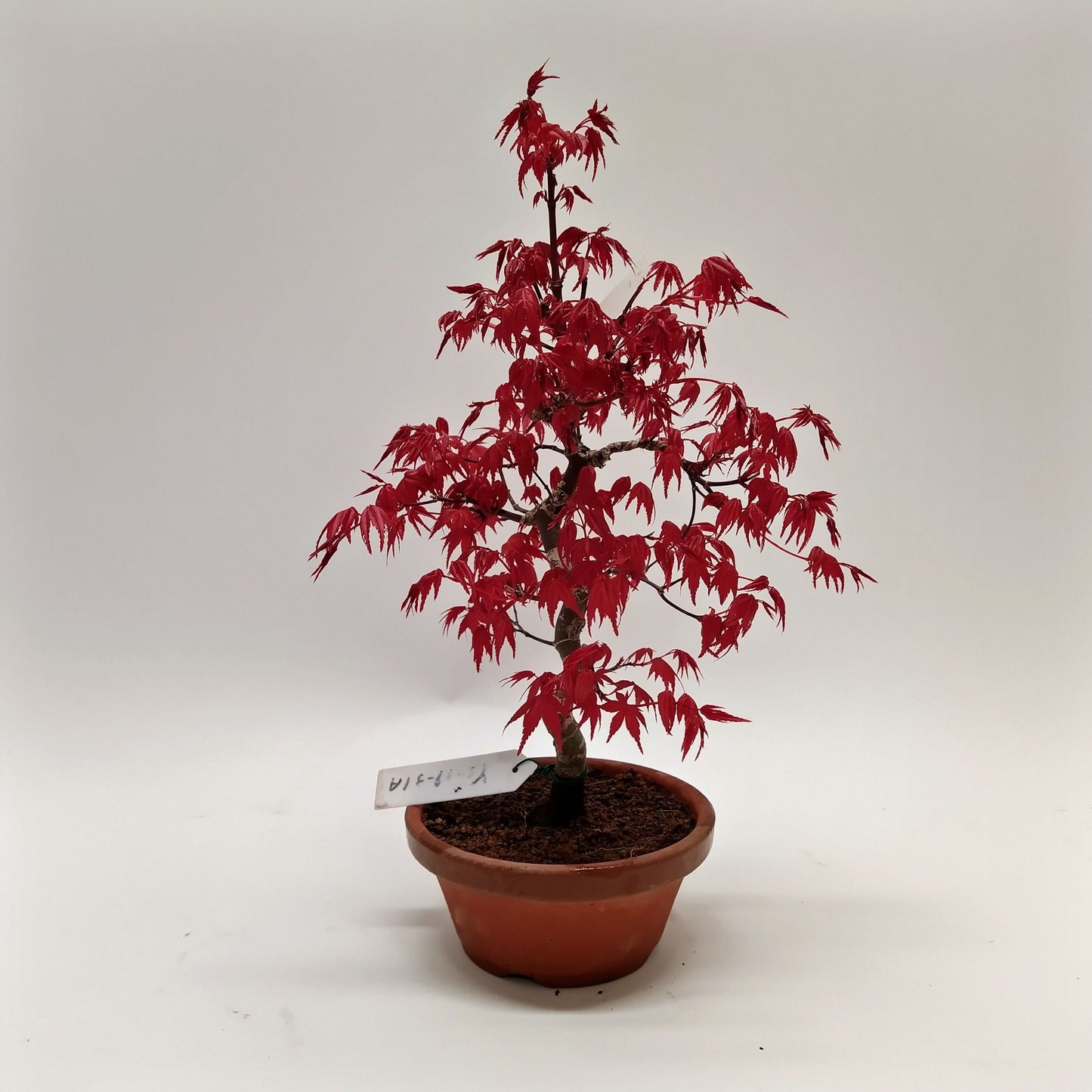 
                  
                    Bonsai  Eable Acer Deshojo
                  
                