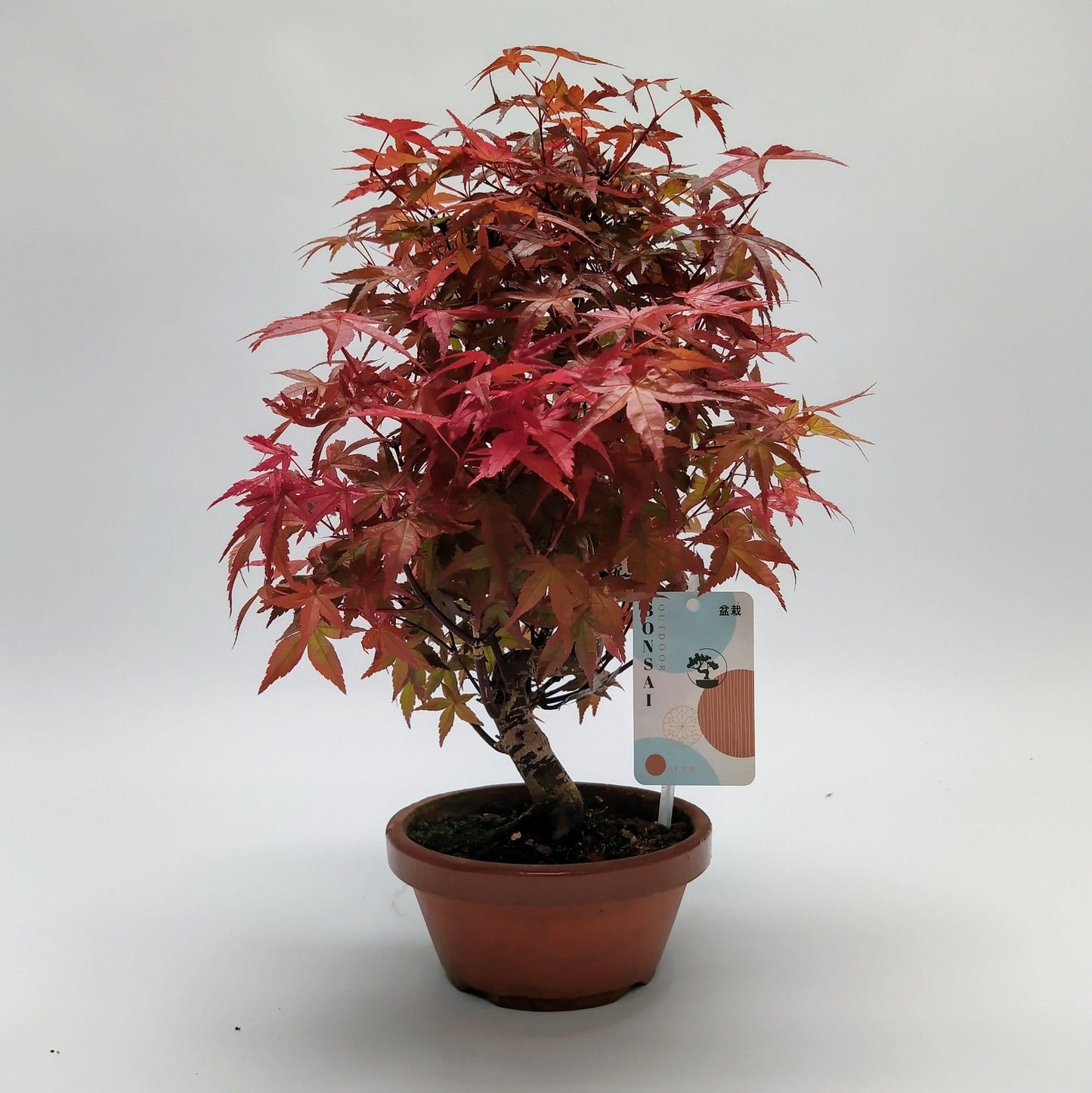 
                  
                    Bonsai  Eable Acer Deshojo
                  
                