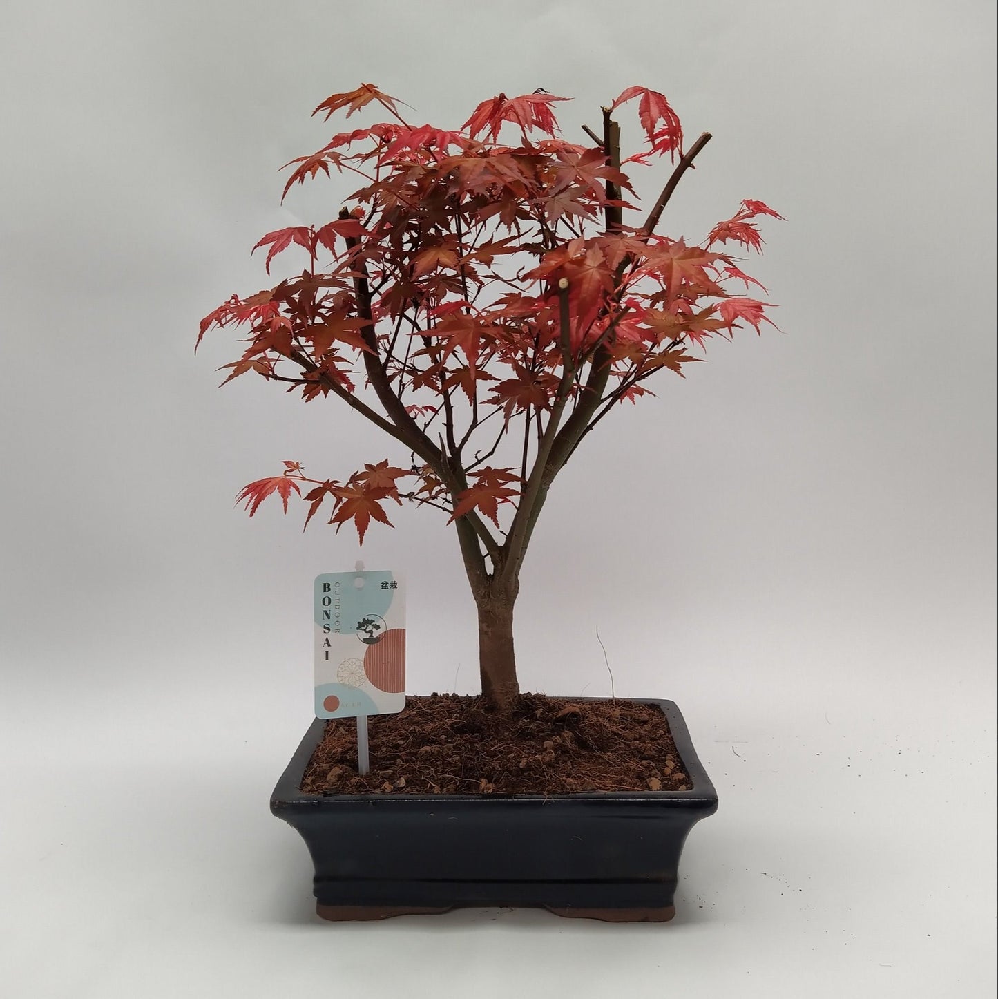 
                  
                    Bonsai  Eable Acer Deshojo
                  
                