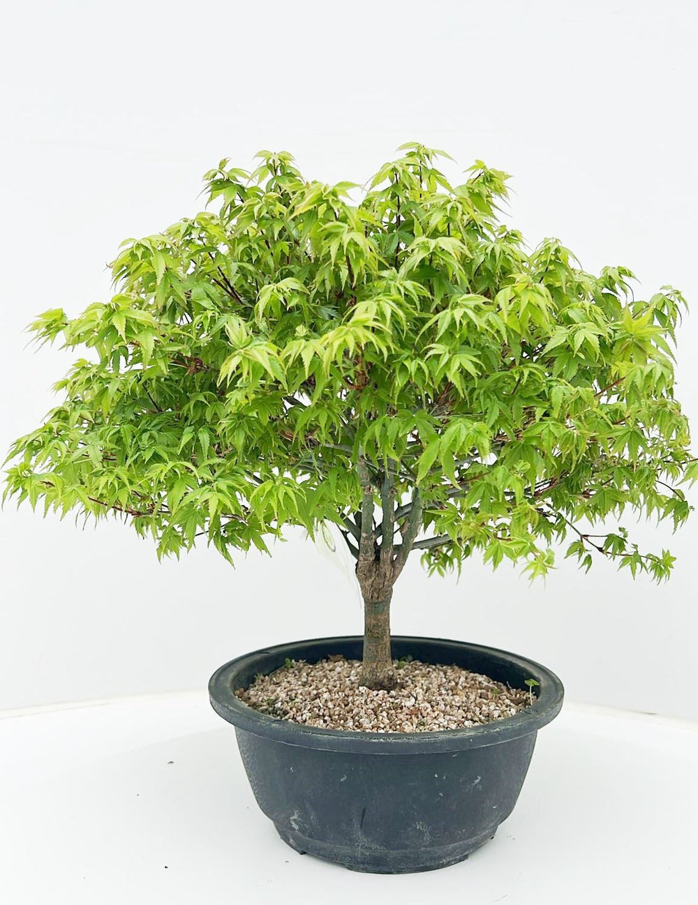 Bonsai Acer palmatum Kiyohime