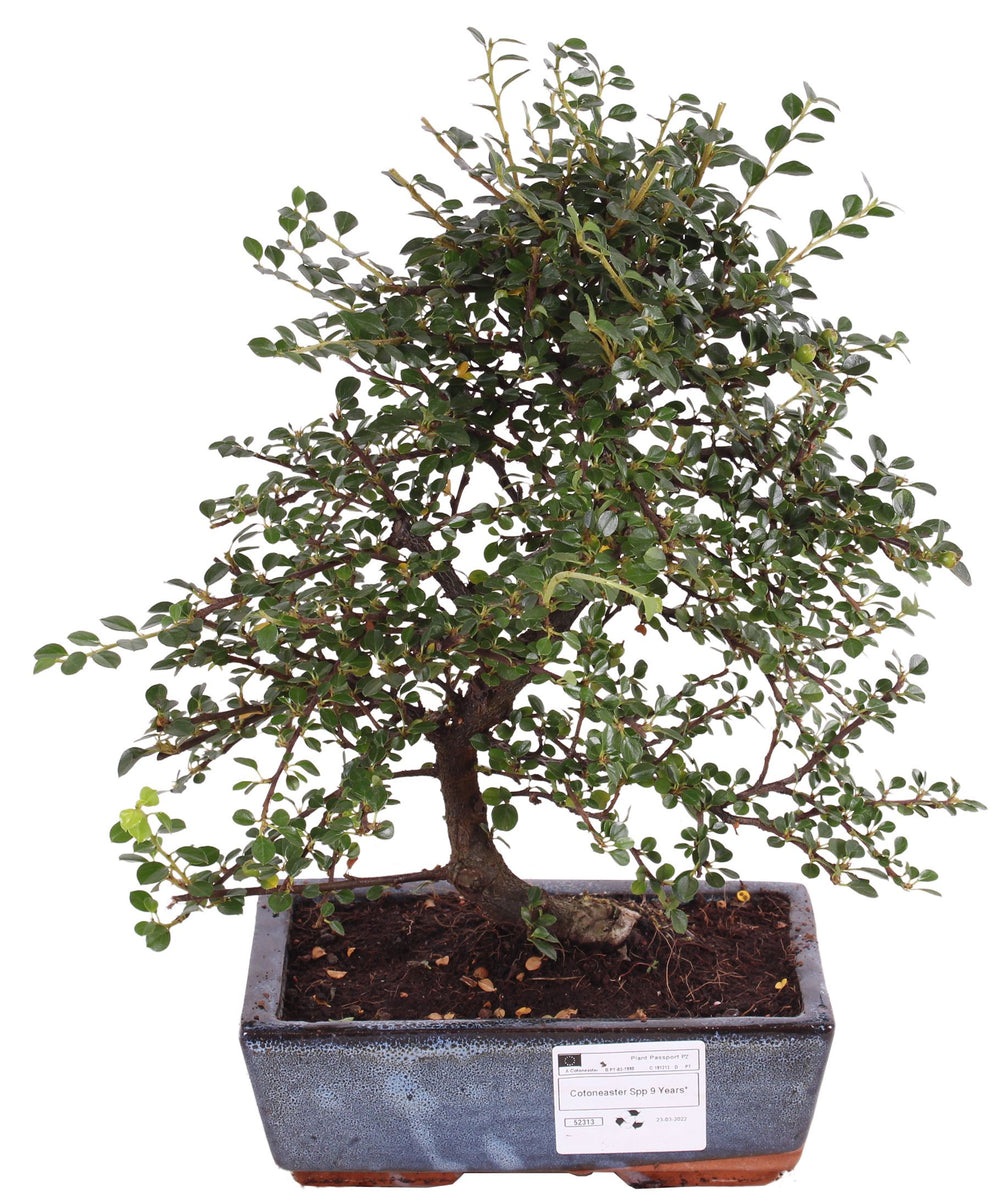Bonsai Cotoneaster