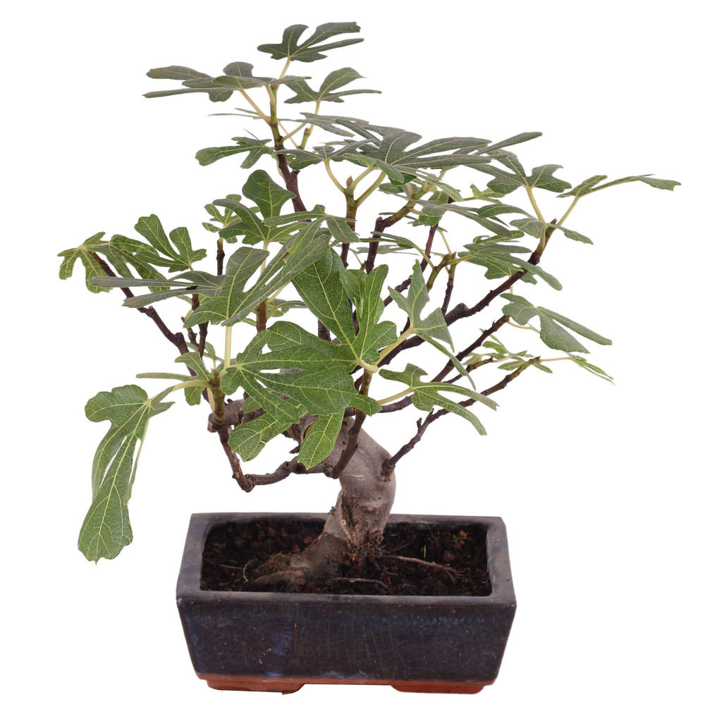 Bonsai Ficus Carica