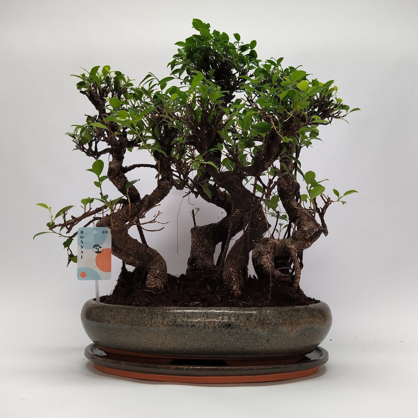 
                  
                    Bonsai Ficus S-Shape
                  
                