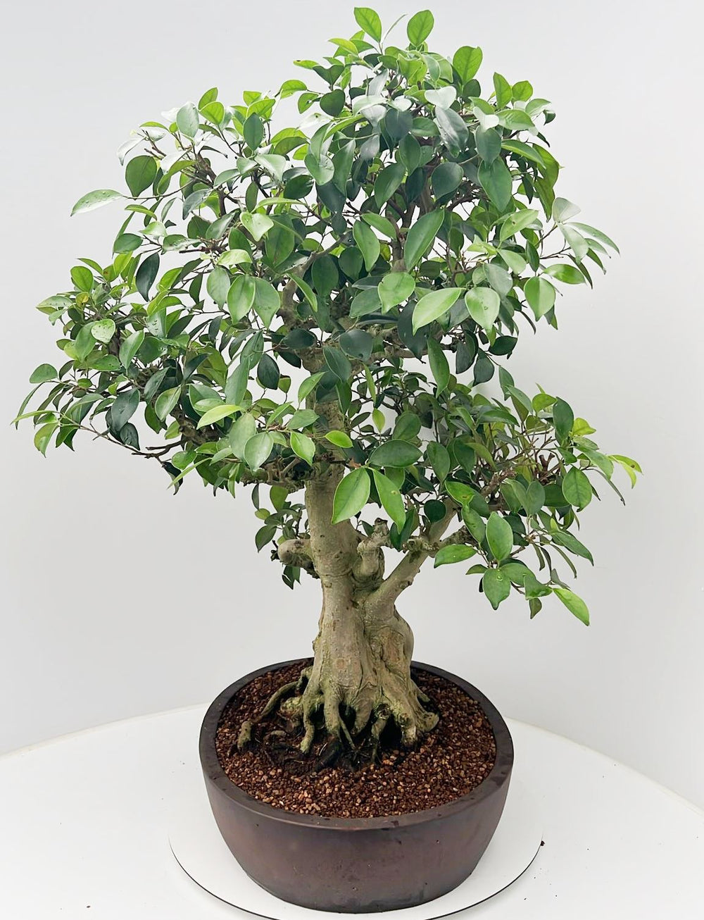 Bonsaï Ficus retusa