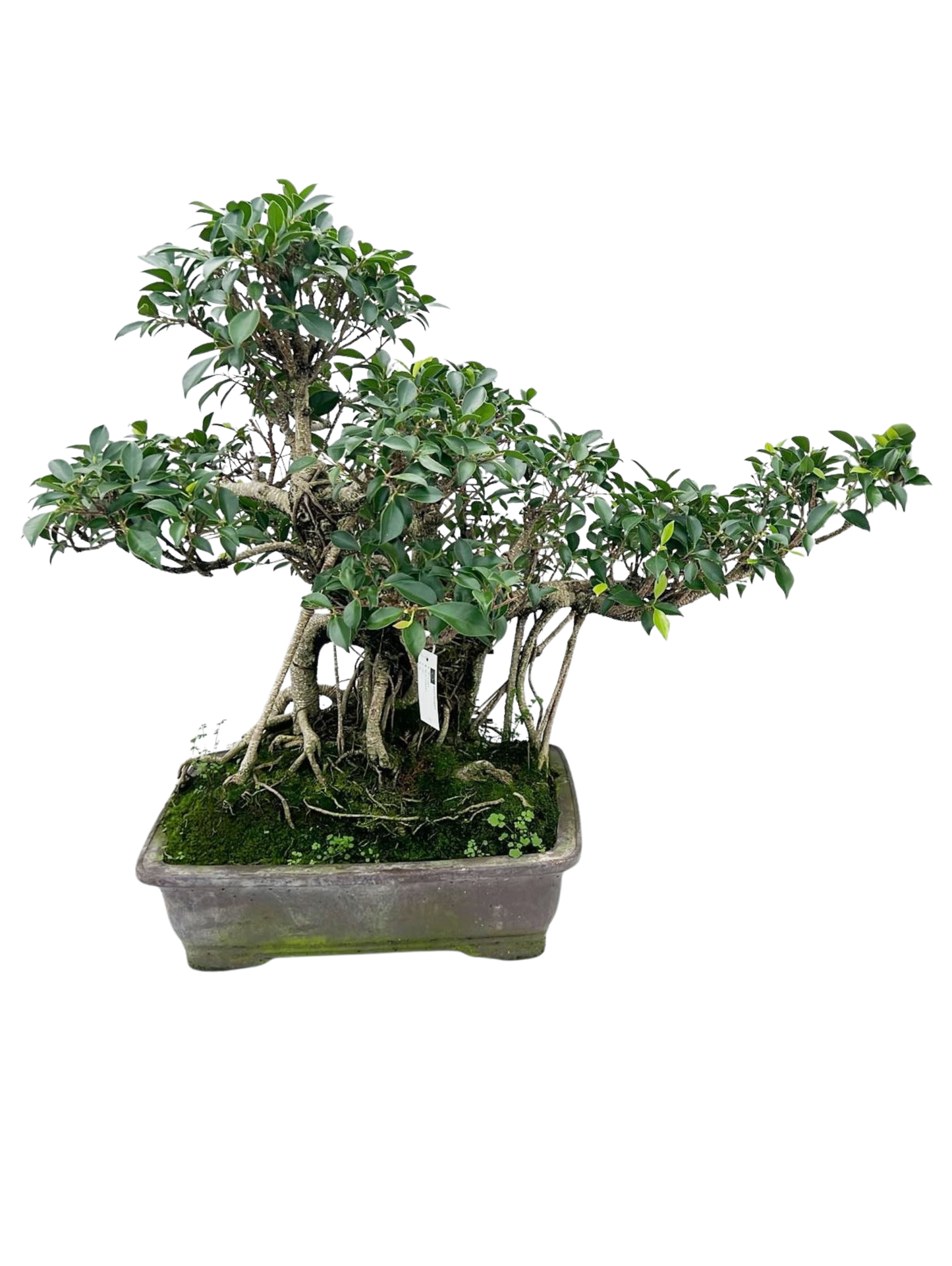 
                  
                    Bonsaï Ficus retusa
                  
                