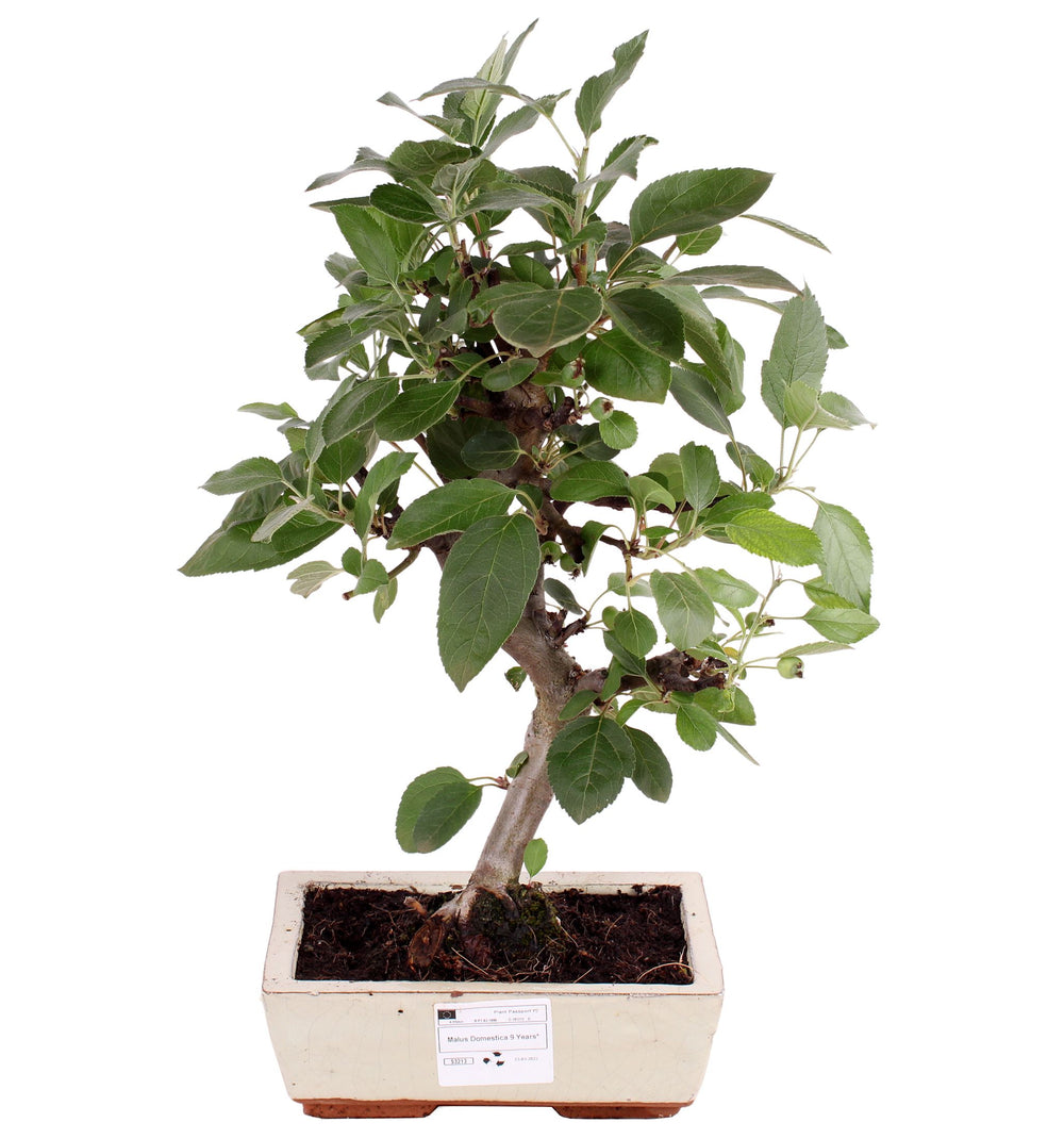 Bonsai Malus Domestica