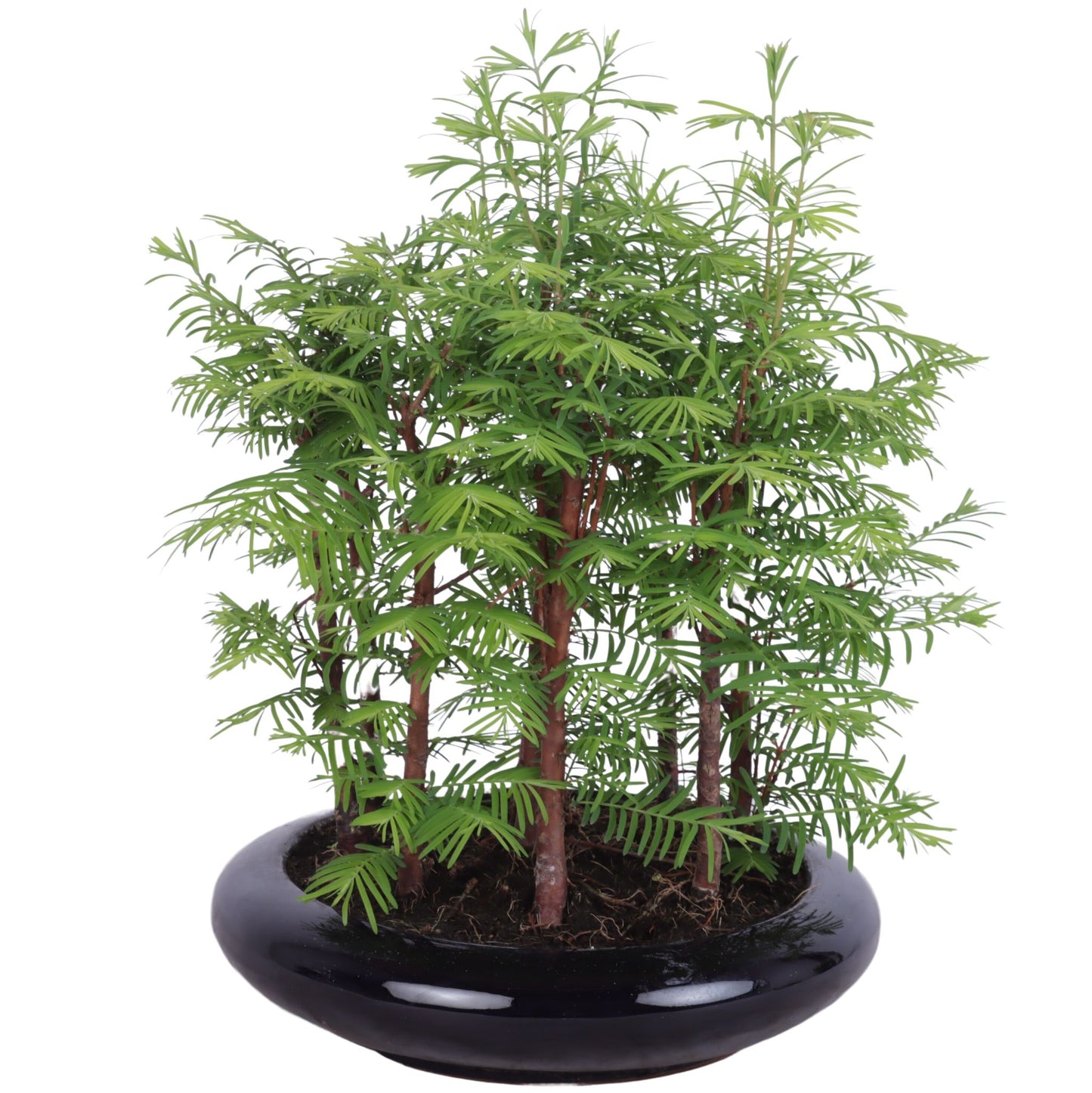 
                  
                    Bonsai Metasequoia
                  
                