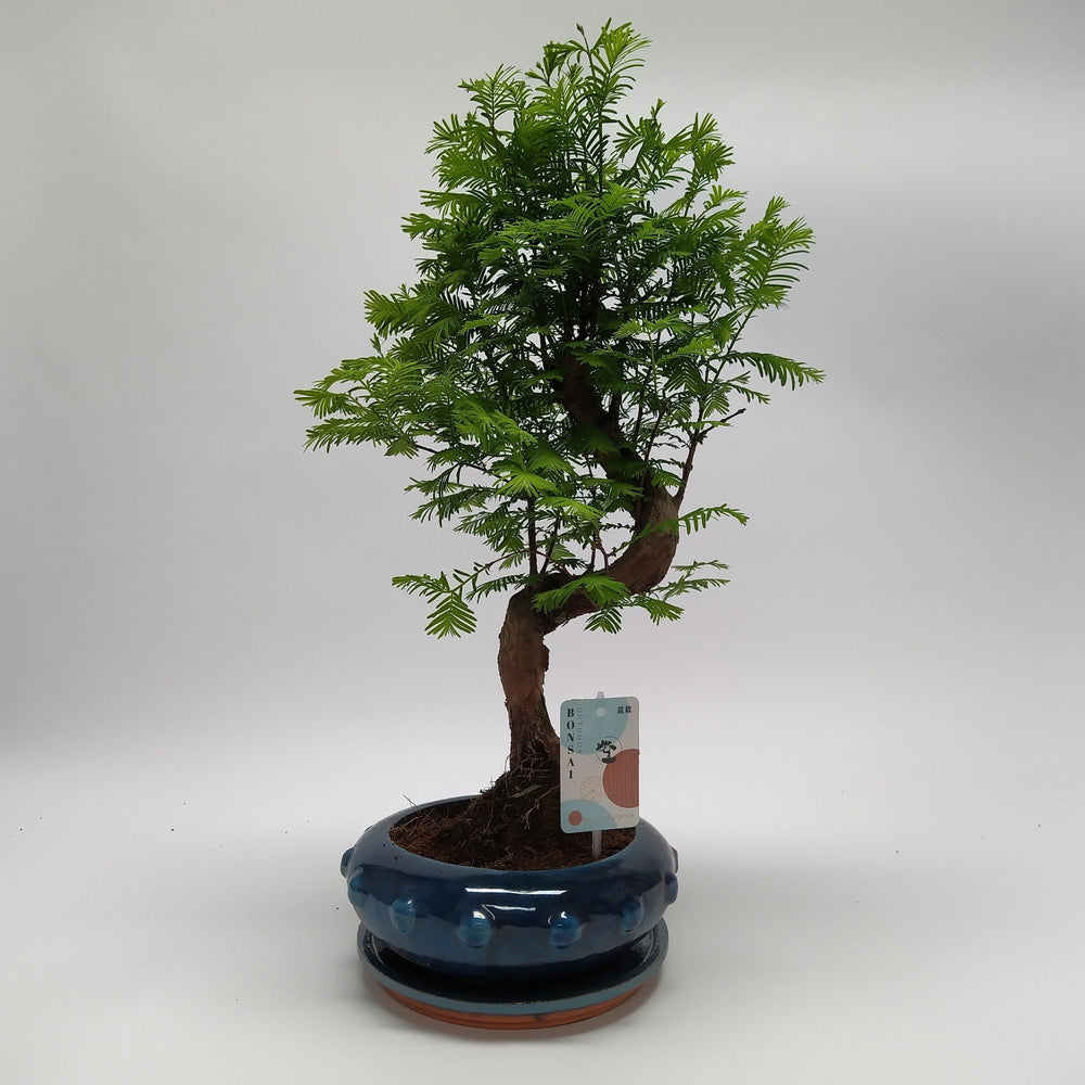 
                  
                    Bonsai Metasequoia
                  
                