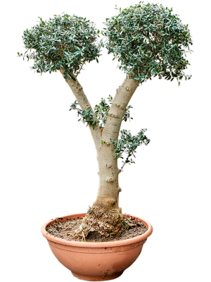Olea europaea Sylvestris bonsai