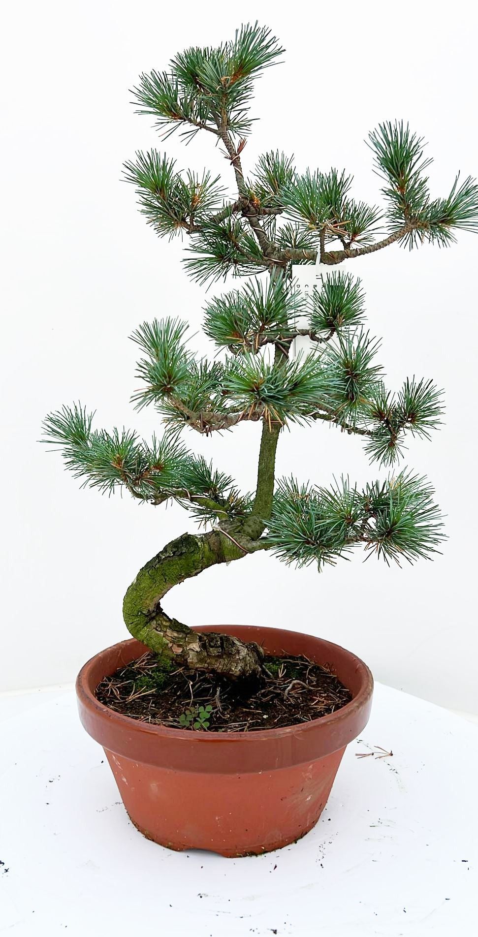 
                  
                    Bonsai Pinus Pentaphyl
                  
                