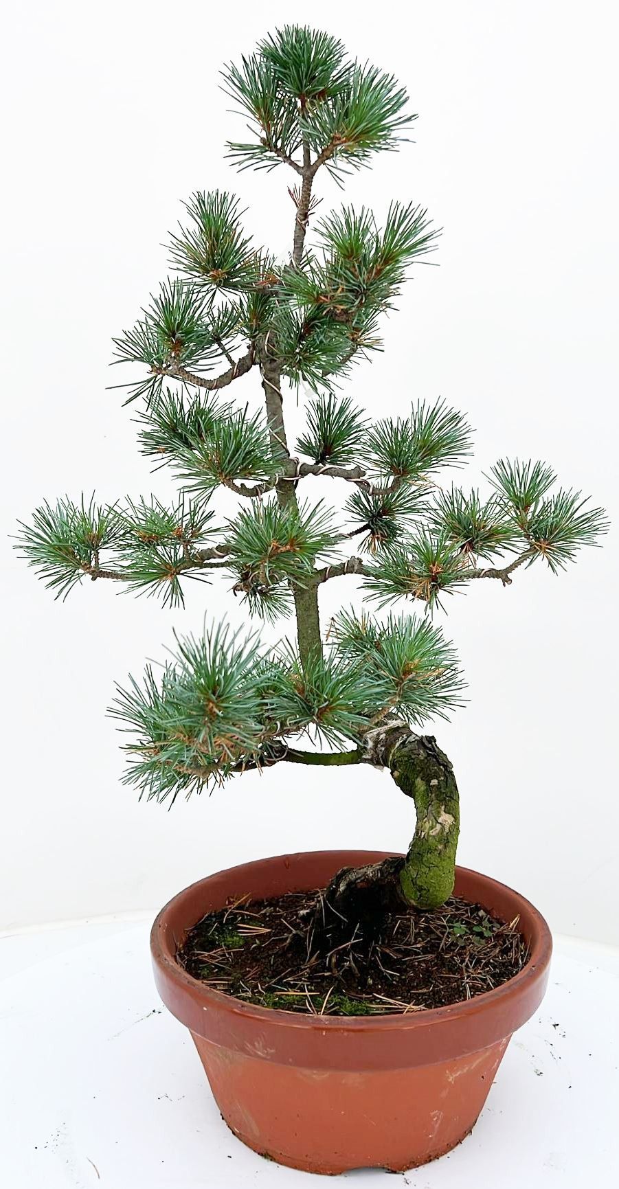 
                  
                    Bonsai Pinus Pentaphyl
                  
                
