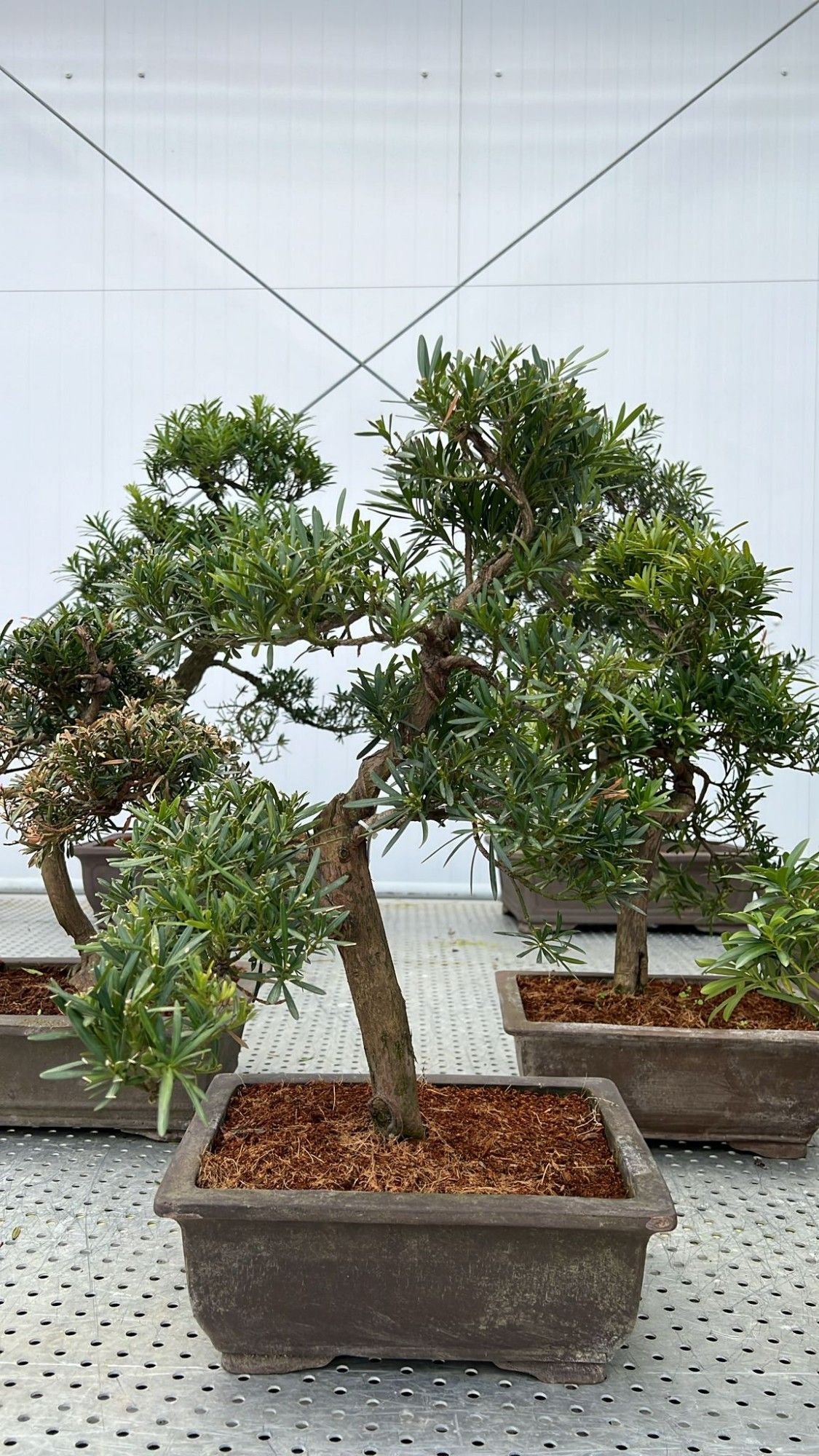 
                  
                    Bonsai Podocarpus
                  
                