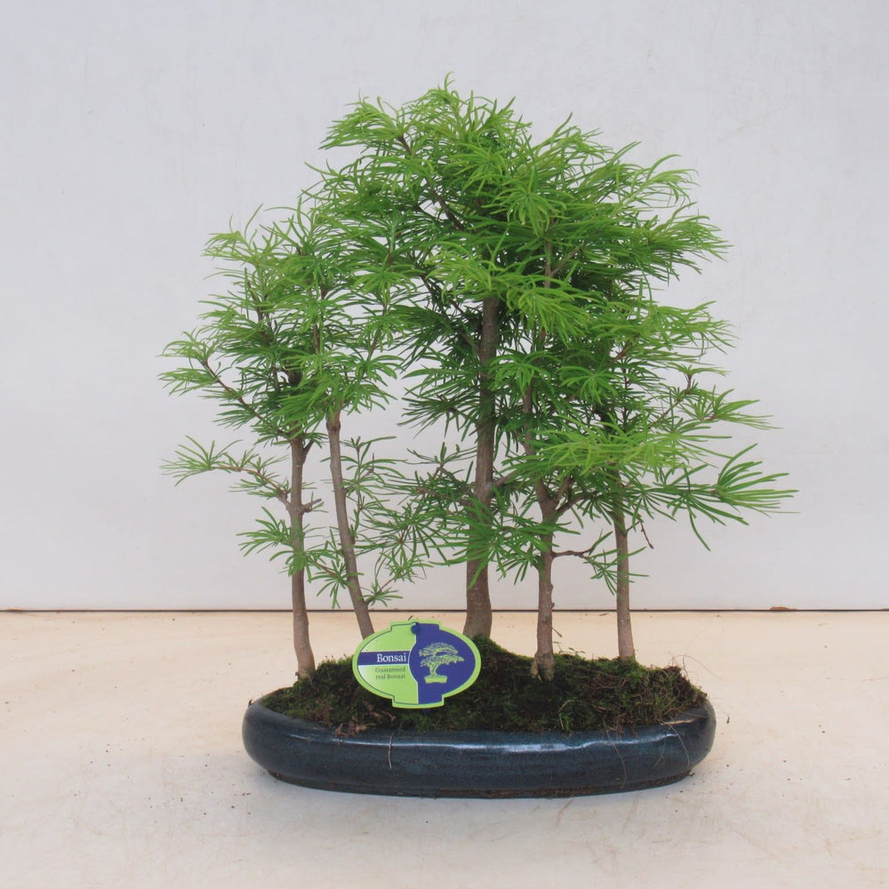 Bonsai Pseudolarix amabilis mélèze