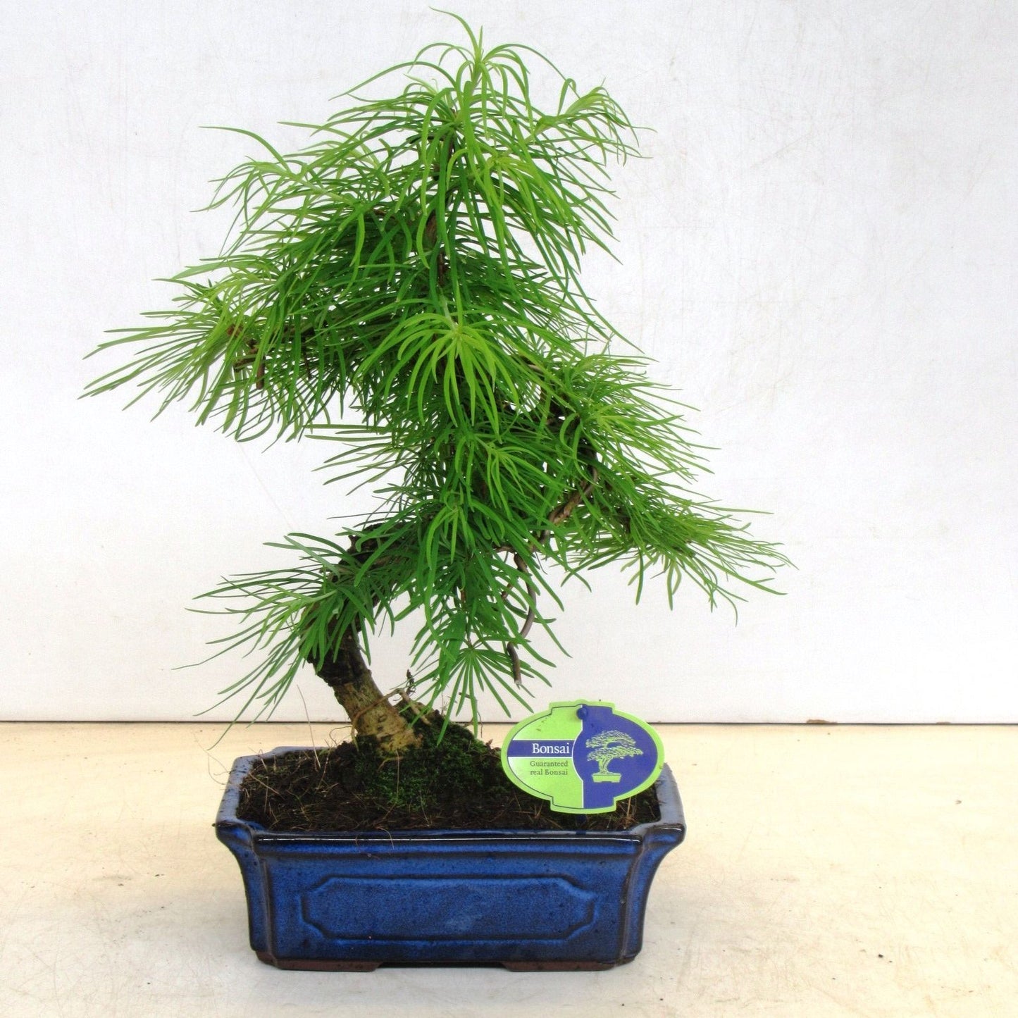 
                  
                    Bonsai Pseudolarix amabilis mélèze
                  
                