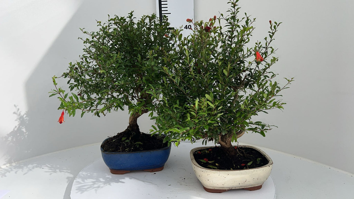 
                  
                    Bonsai Punica Granitum
                  
                