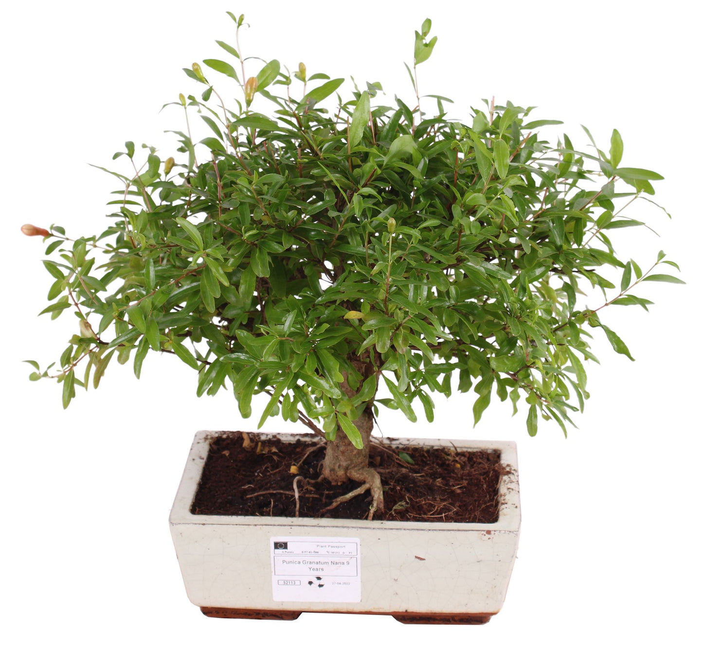 
                  
                    Bonsai Punica Granitum
                  
                