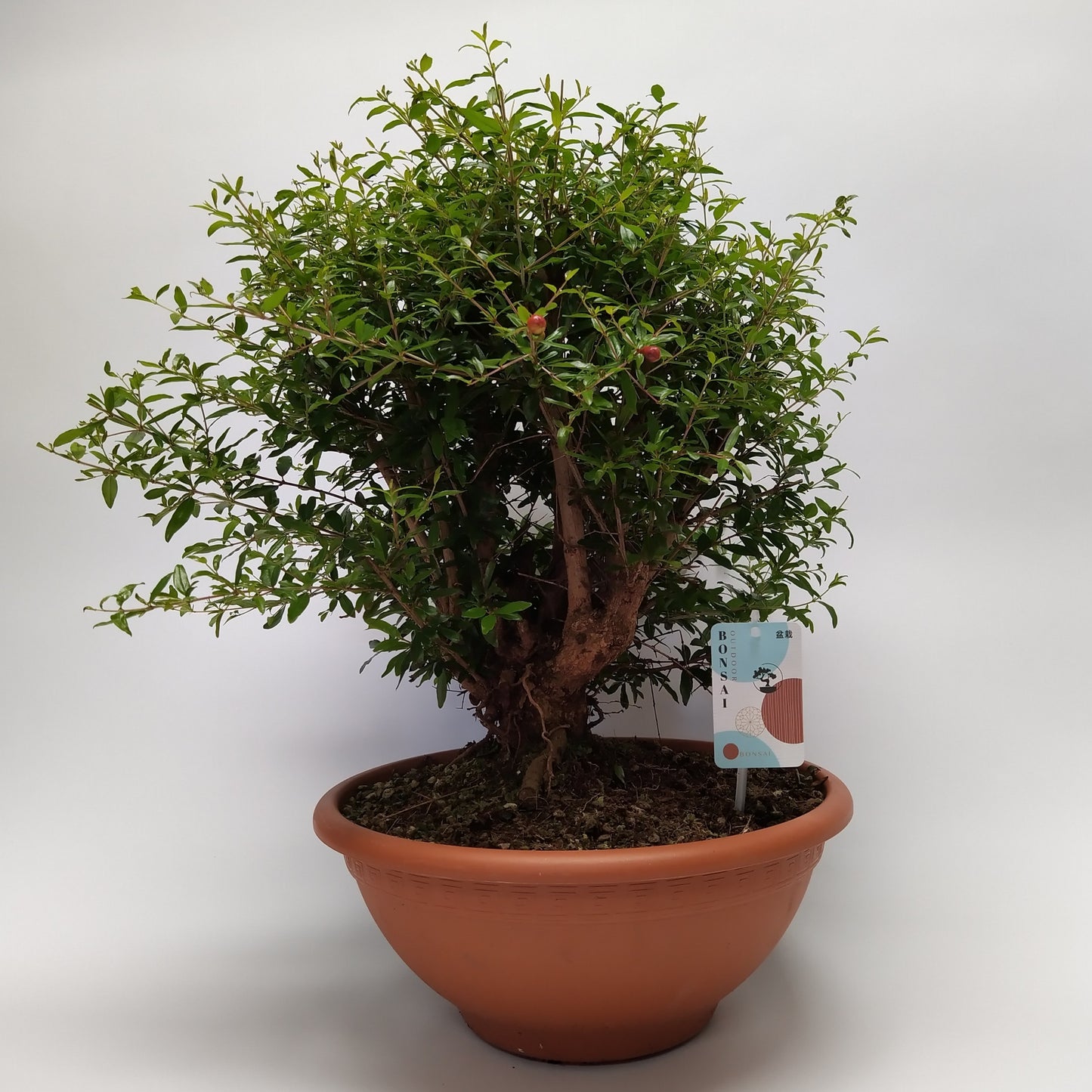 
                  
                    Bonsai Punica Granitum
                  
                