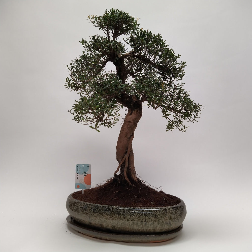 Bonsaï Syzygium