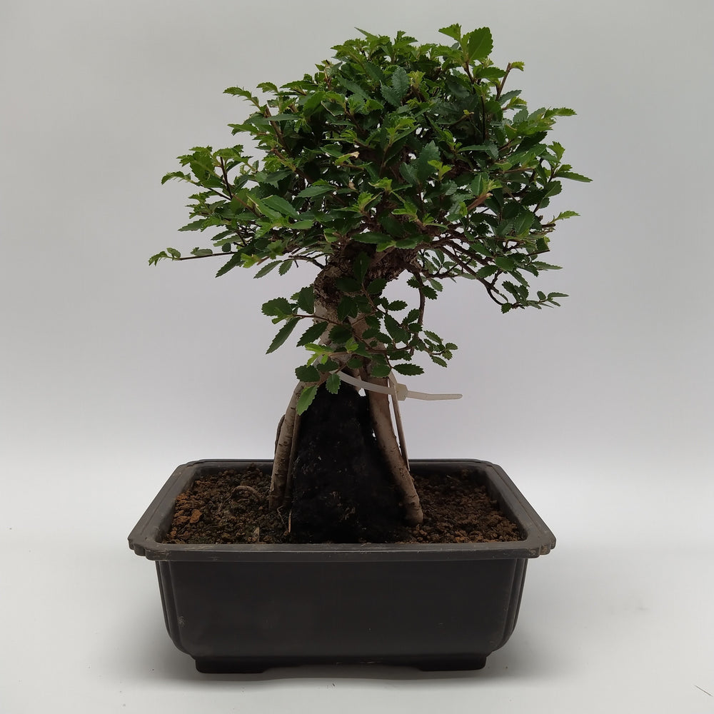 Bonsai Ulmus