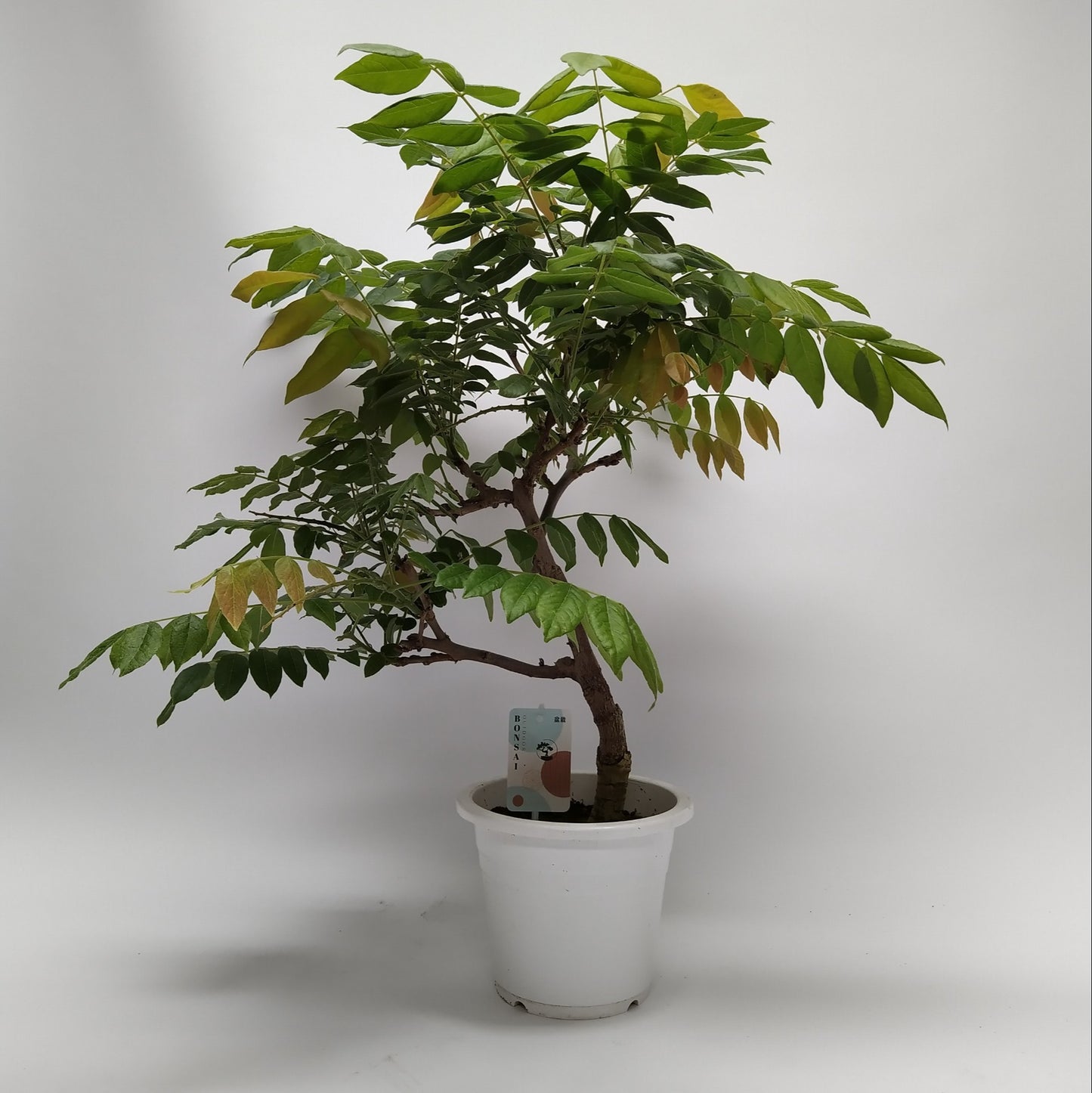
                  
                    Bonsai glycine Wisteria
                  
                