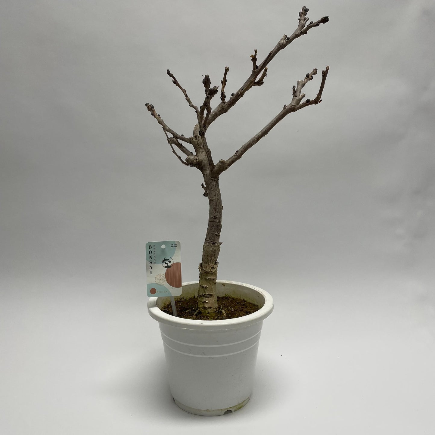 
                  
                    Bonsai glycine Wisteria
                  
                