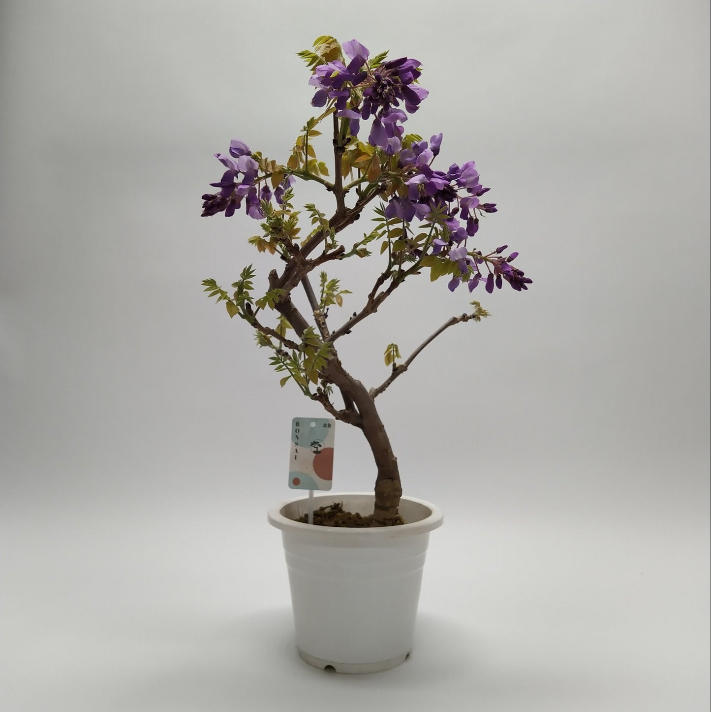 
                  
                    Bonsai glycine Wisteria
                  
                