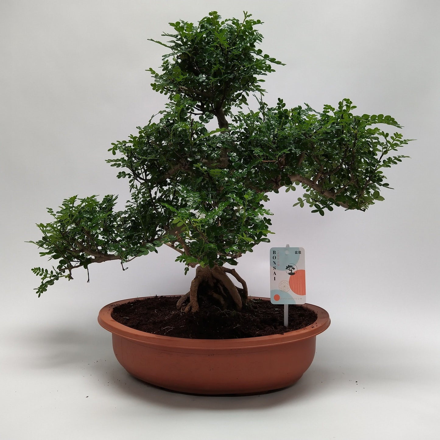 
                  
                    Zanthoxylum piperitum
                  
                