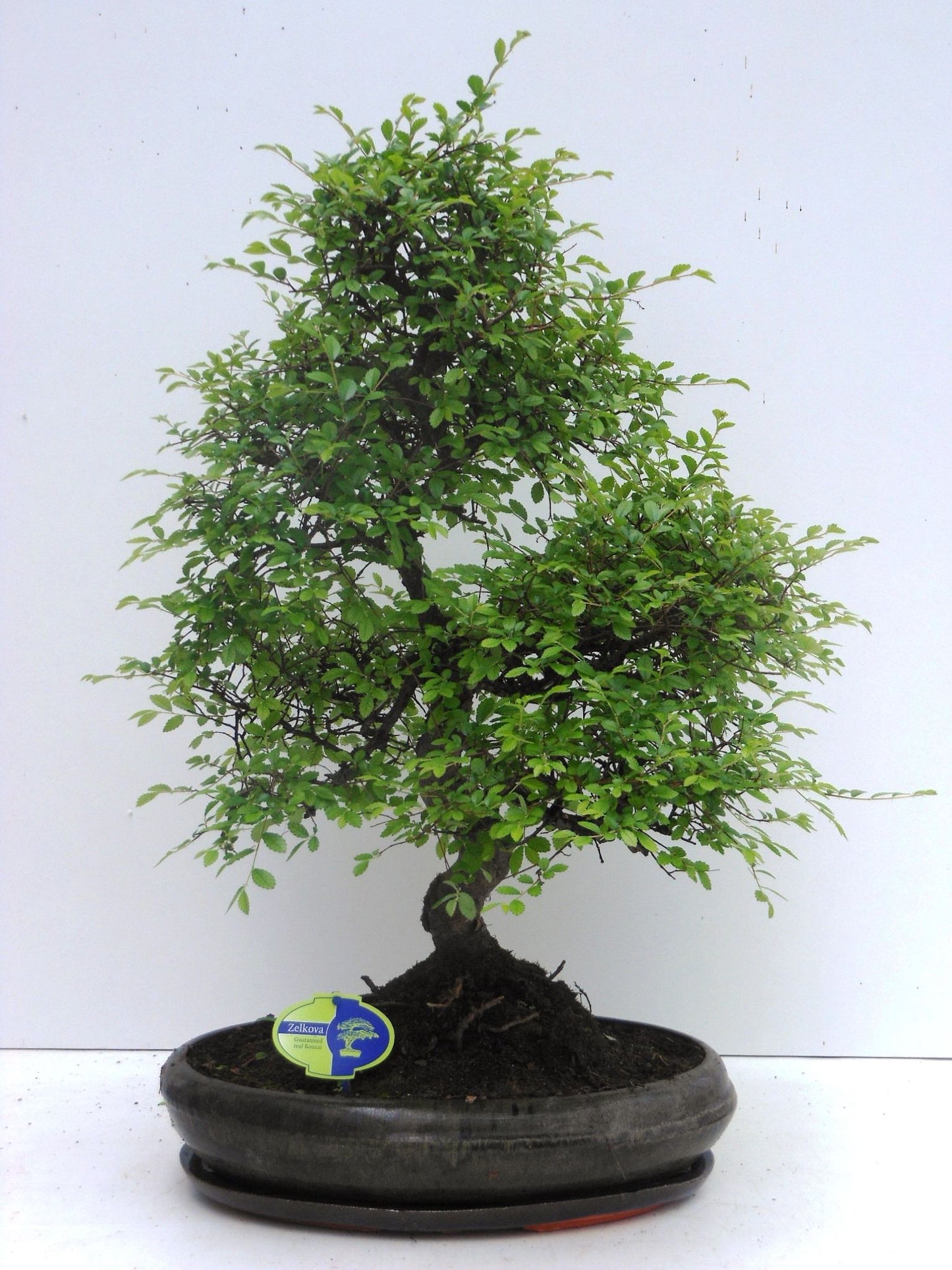 
                  
                    Bonsai Zelkova
                  
                