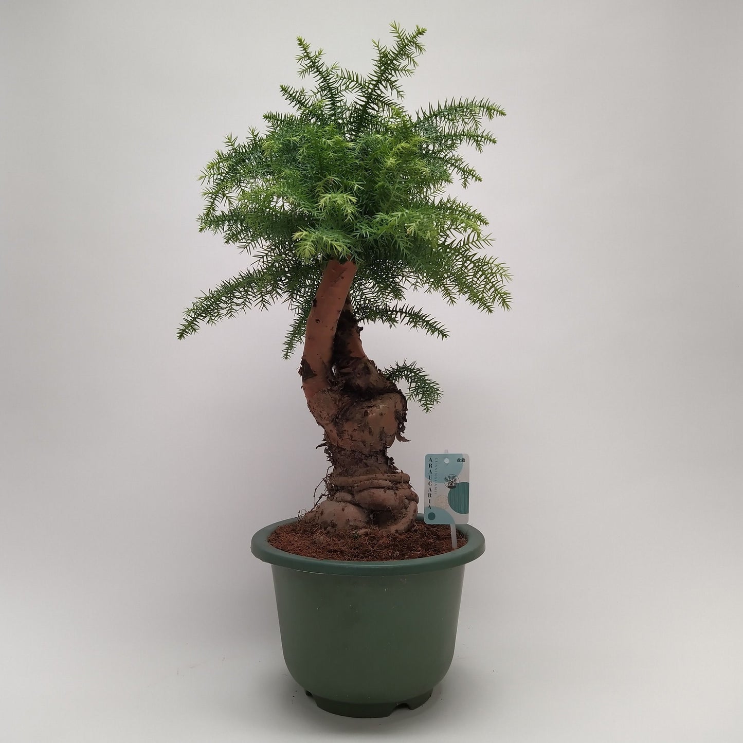 
                  
                    Bonsaï Araucaria Cunninghamii
                  
                