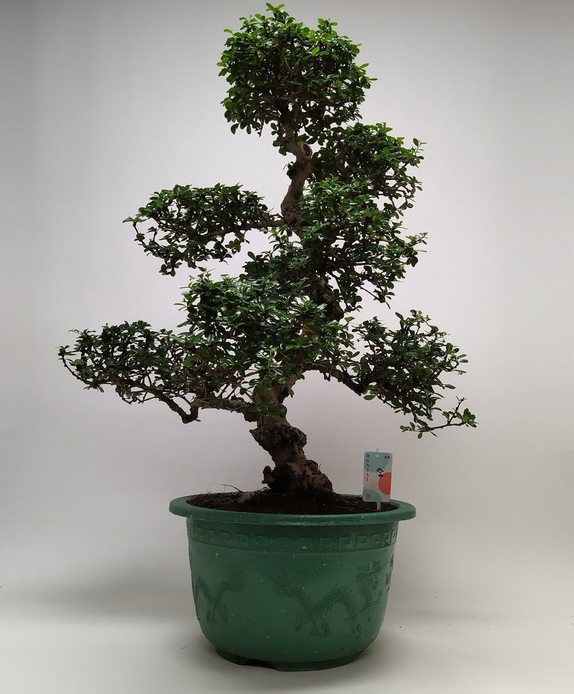 
                  
                    Bonsai Carmona
                  
                