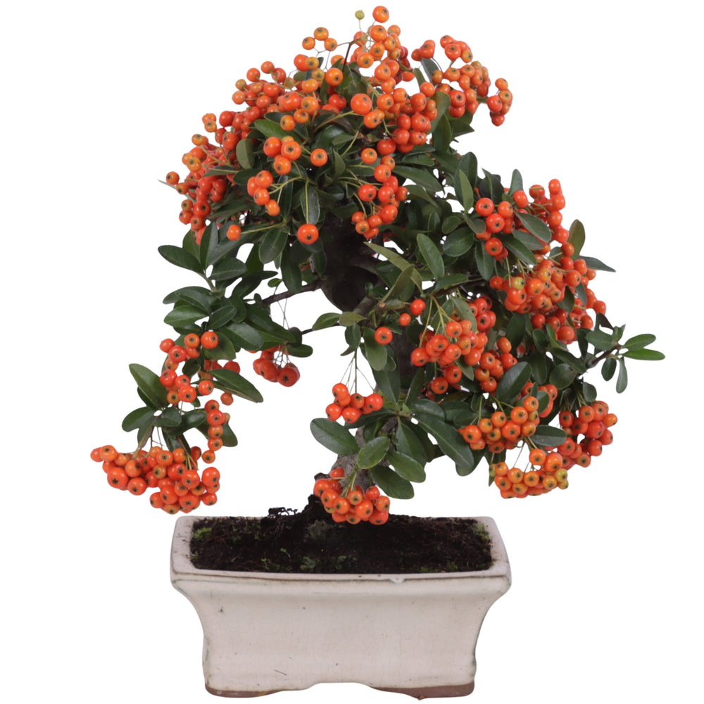 Bonsai Pyracantha