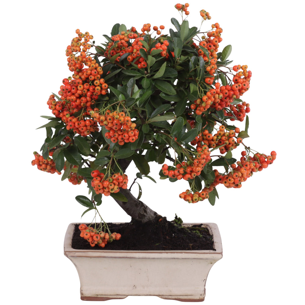 
                  
                    Bonsai Pyracantha
                  
                