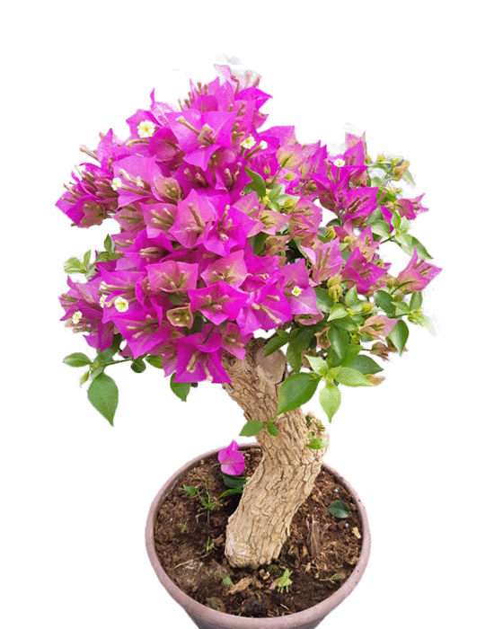 Bougainvillier Bonsai