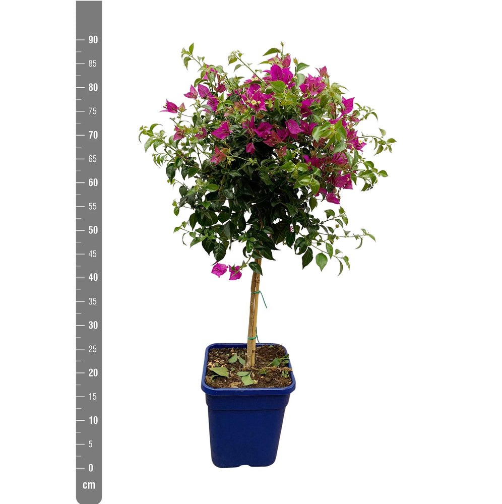 
                  
                    Bougainvillier
                  
                