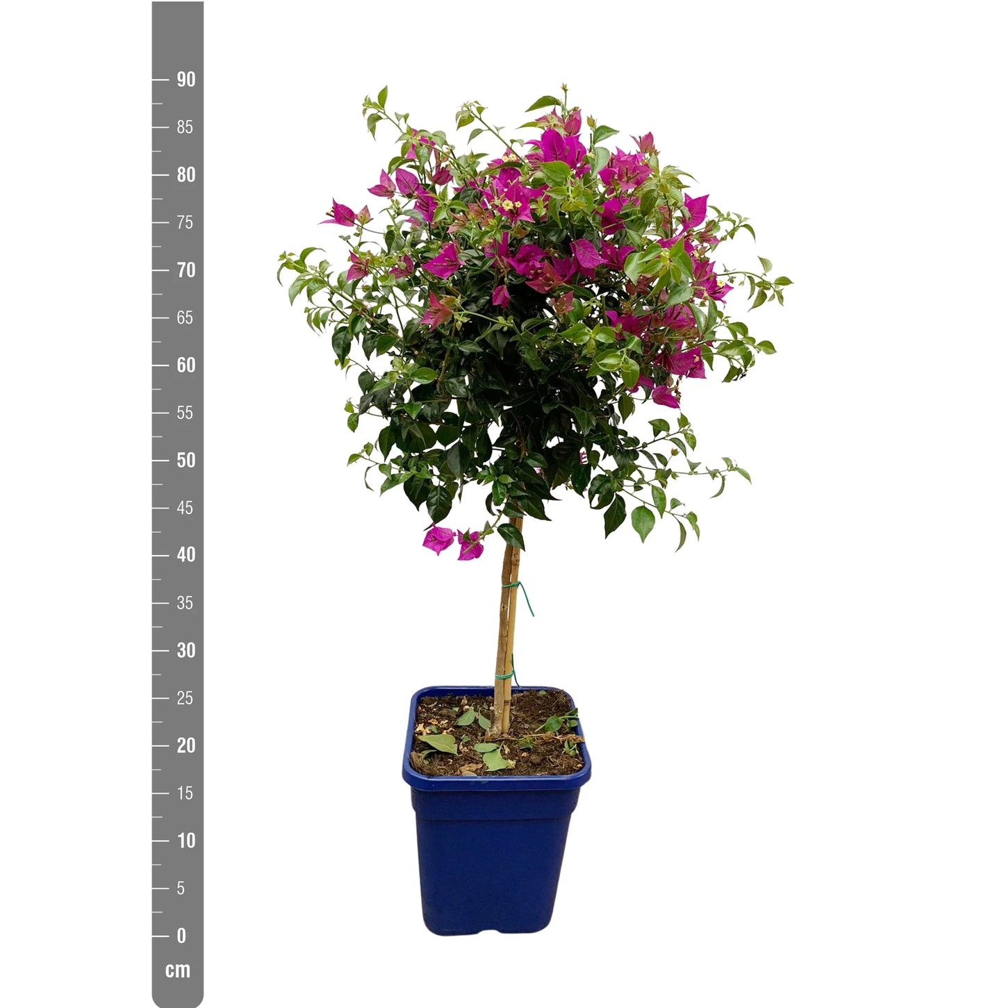 
                  
                    Bougainvillier
                  
                