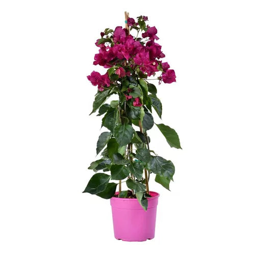 banana tree plant indoor Artificial White Peonies in Glass Vase with Faux Water – Elegant Table  Centerpiece main image 1