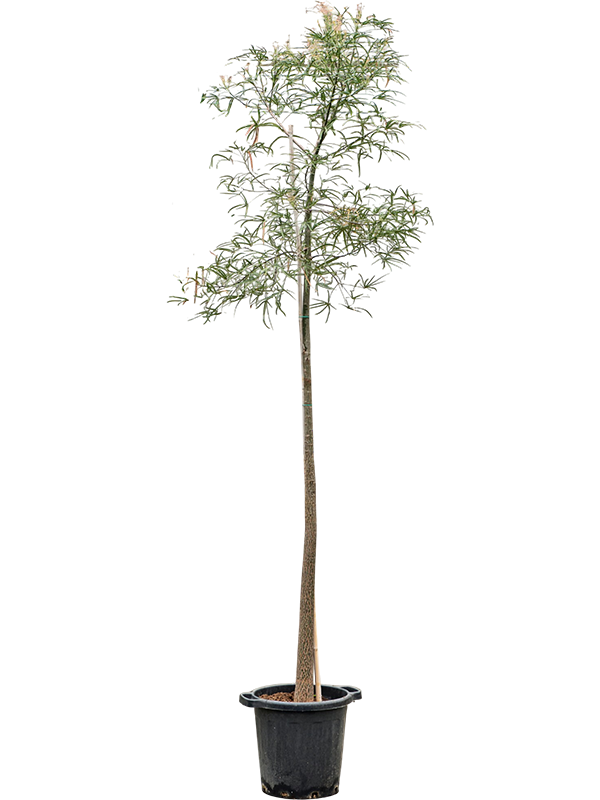 
                  
                    Brachychiton rupestris
                  
                