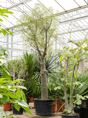 Brachychiton rupestris