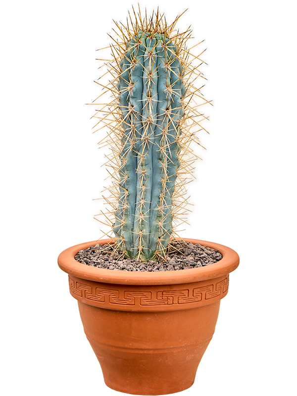 
                  
                    Browningia hertlingiana
                  
                