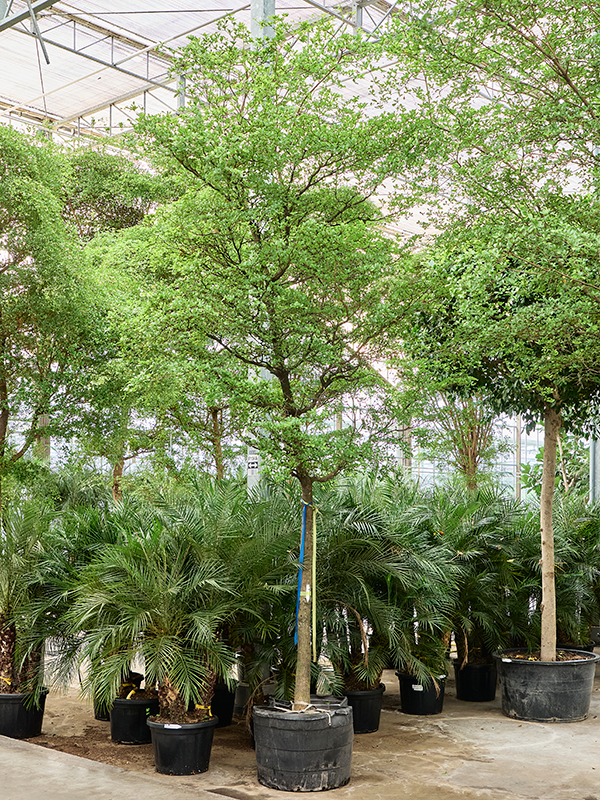 
                  
                    Bucida Buceras
                  
                