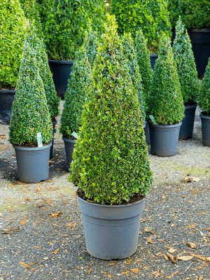 
                  
                    Buis Buxus sempervirens (Pyramide)
                  
                