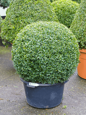 Buis Buxus sempervirens