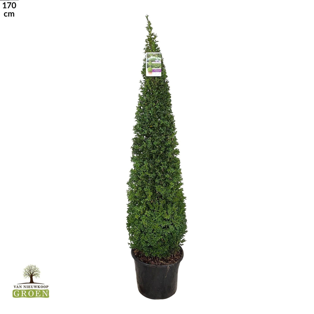 
                  
                    Buis Buxus sempervirens (Pyramide)
                  
                