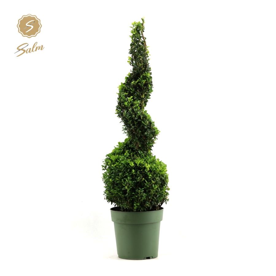 
                  
                    Buis Buxus sempervirens (spirale).
                  
                