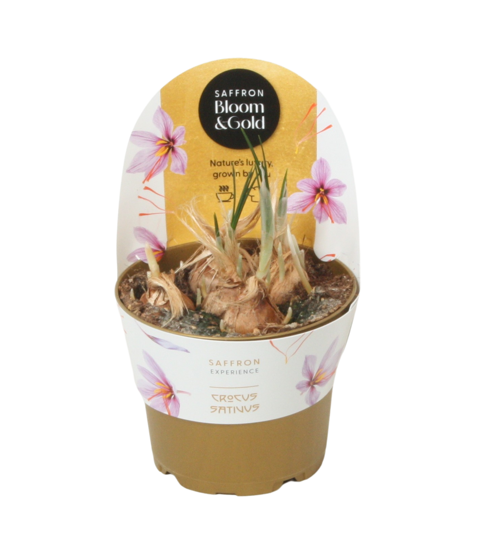 Crocus sativus Safran