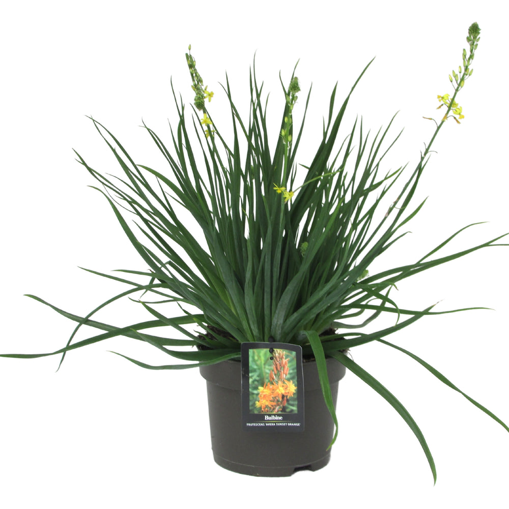 Bulbine