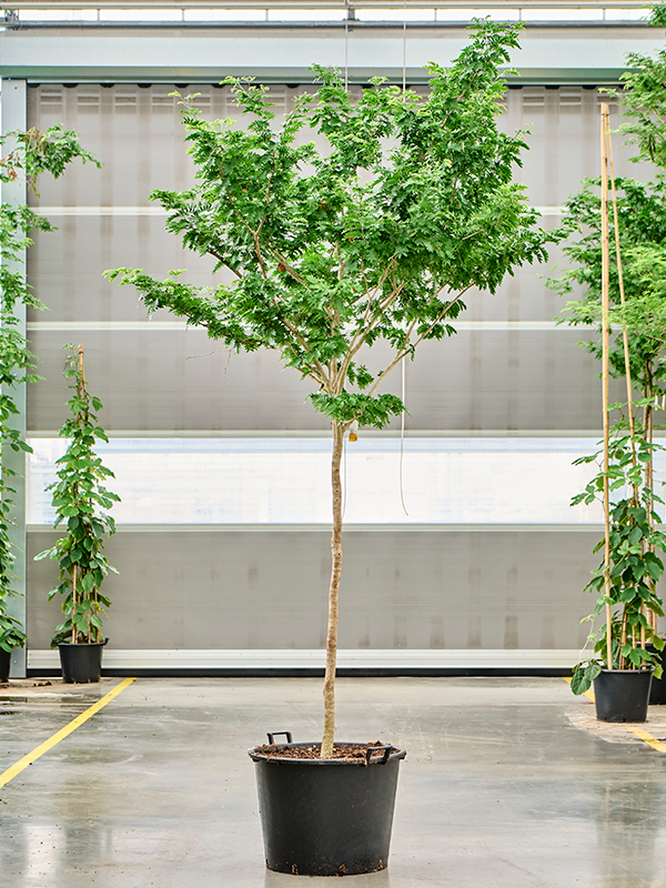Bulnesia arborea