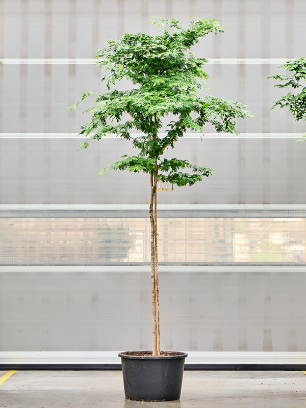
                  
                    Bulnesia arborea
                  
                